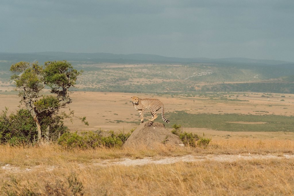 How I Plan My Trips Amakhala Reserve, South Africa