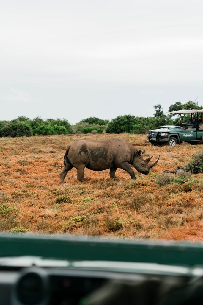 How I Plan My Trips Amakhala Reserve, South Africa